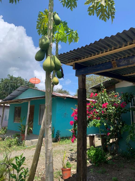 Alba House