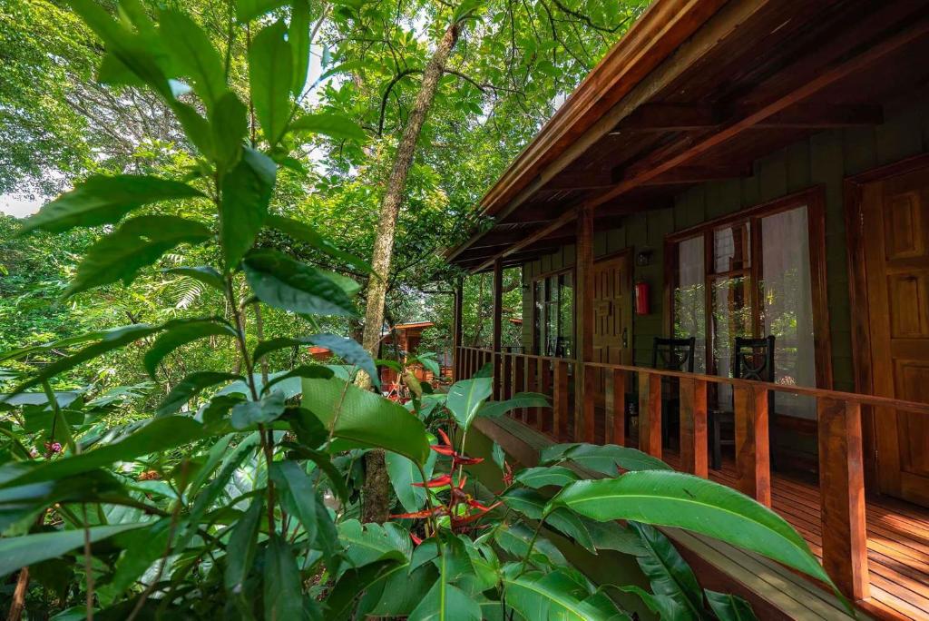 Jaguarundi Jungle Lodge - Monteverde
